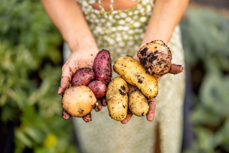 Fresh Organic Potatoes in Hands