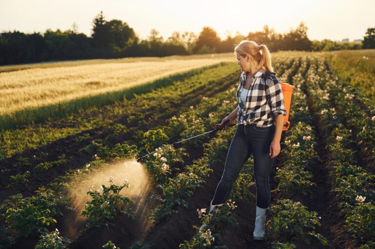 Woman sprinkles potatoes on the agricultural field at daytime